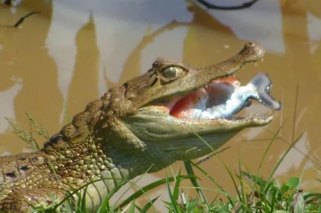 揭秘食人鱼真相
