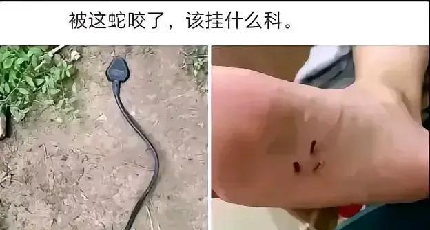 毒蛇横行！气候变暖+疯狂放生致眼镜蛇入侵村庄