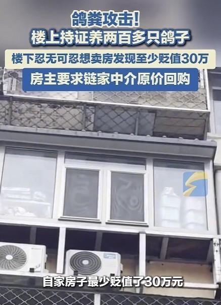235万买的房子被200只鸽子'攻陷'！男子忍痛贱卖30万