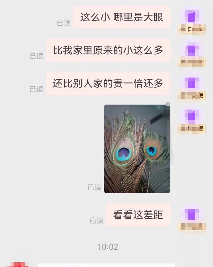 孔雀羽变'小气鬼'