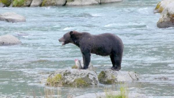 A grizzly bear clutches her half-eaten salmon caught below the weir in the Chilkoot River in Haines, Alaska. (Alex Brown/Stateline/TNS)