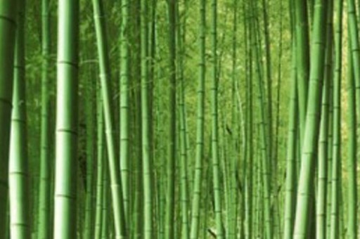 榴莲视频：解锁短视频新玩法，创意与欢乐并存！